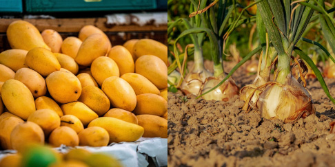 Mangoes
